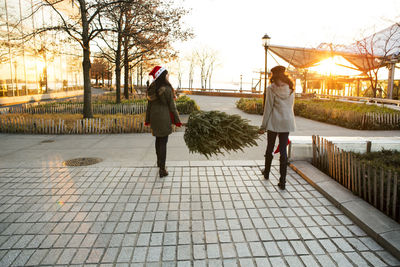 Rear view of friends carrying pine tree while walking on footpath