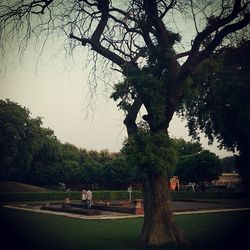 Trees in park