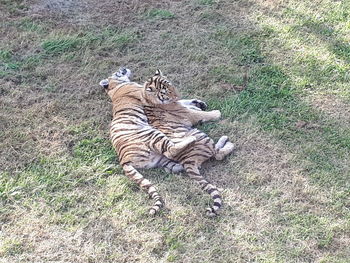 High angle view of cat on field