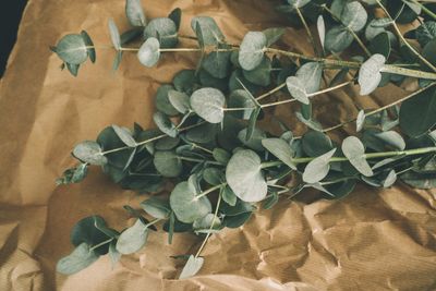 High angle view of potted plant on table