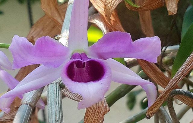 close-up, flower, purple, focus on foreground, fragility, pink color, petal, freshness, day, no people, outdoors, plant, nature, wood - material, selective focus, growth, metal, beauty in nature, multi colored, hanging