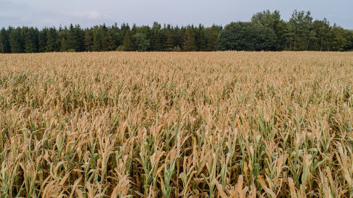 View of agricultural field