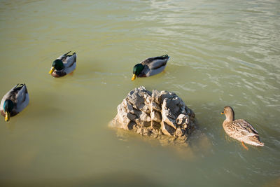 High angle view of ducks swimming in lake