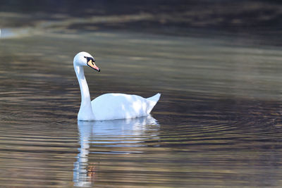 Swan swimming in lake