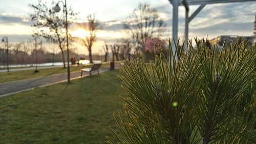 Close-up of plants against sunset