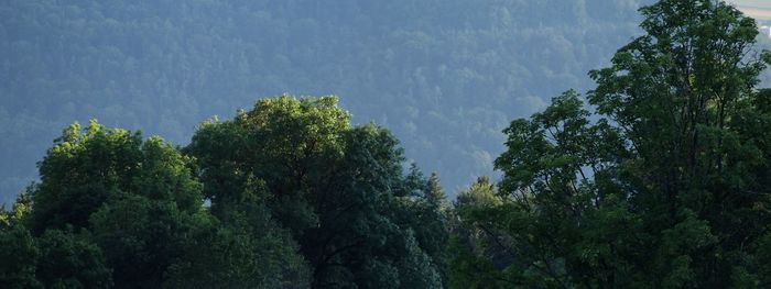 Low angle view of trees against sky