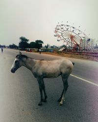 Horse standing by tree against clear sky