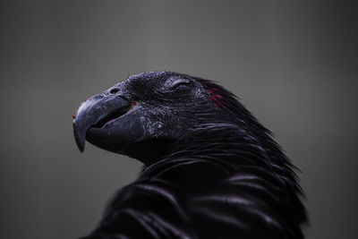 Close-up of a bird against gray background