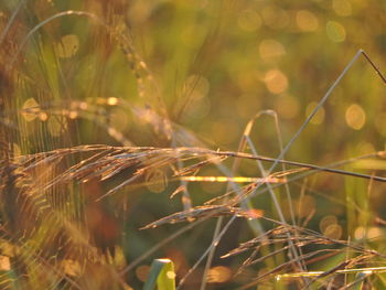 Close-up of crops growing on field