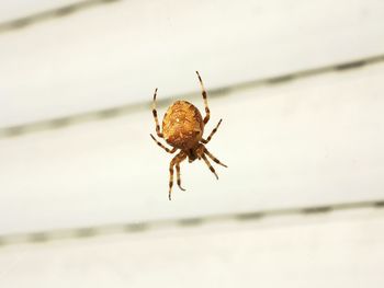 Close-up of insect