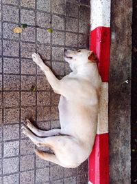 Close-up of white dog