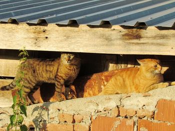 Portrait of cats relaxing