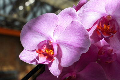 Close-up of pink orchids