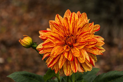 Close-up of orange flower
