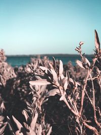 Close-up of plants by sea against clear sky