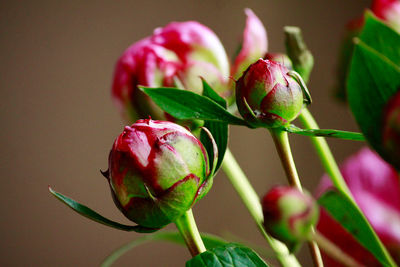 Close-up of rose bud