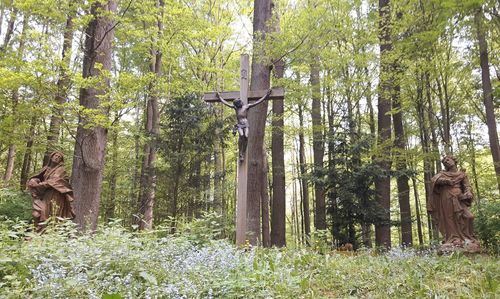 Trees in forest