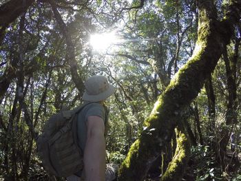 Low angle view of man climbing on tree in forest