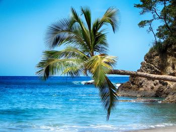 Palm tree by sea against clear blue sky