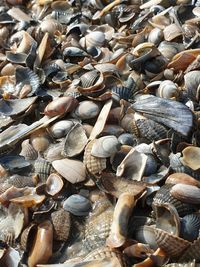 High angle view of shells in sea