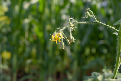 plant