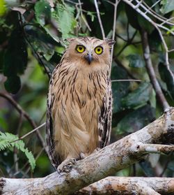 Portrait of owl perching on tree
