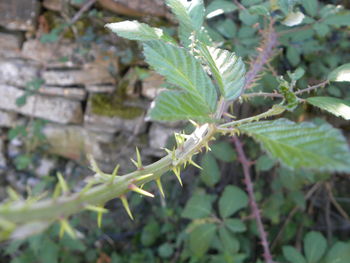 Close-up of lizard on plant