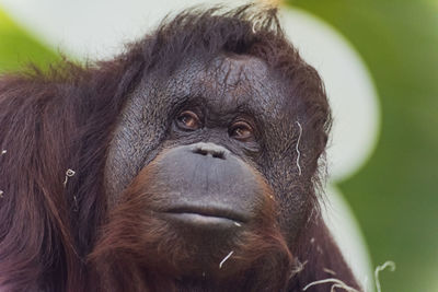 Close-up of orangutan