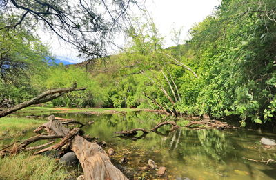 Scenic view of lake in forest against sky