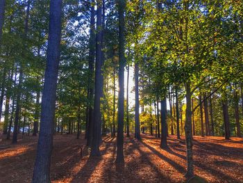 Trees in forest during autumn