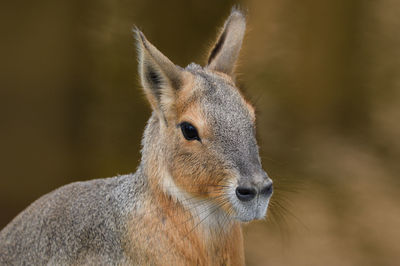 Close-up of squirrel