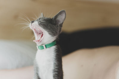 Close-up of cat yawning