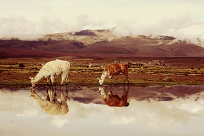 Cows grazing on field by lake against sky