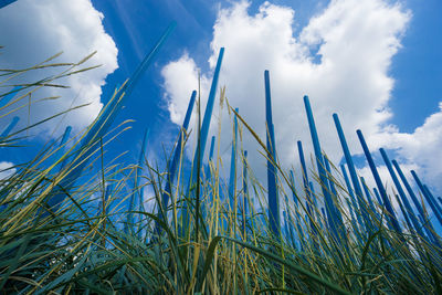 Low angle view of crops against sky