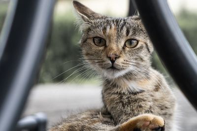 Close-up portrait of cat
