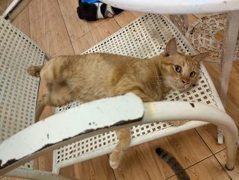 High angle view of cat resting on chair