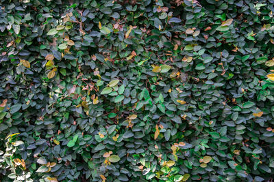 Full frame shot of ivy growing on field