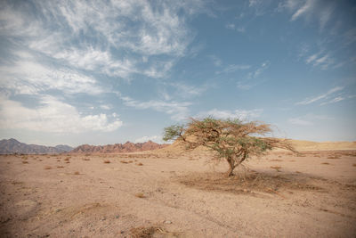One tree in a dry sandy empty amid hills and clouds