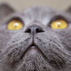 Close-up portrait of cat