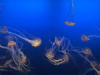 Jellyfish swimming in sea