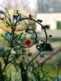 Close-up of berries growing on tree