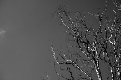 Low angle view of bare tree against clear sky