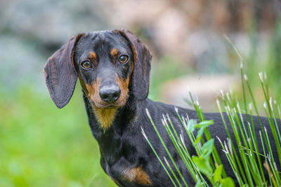 Portrait of a dog