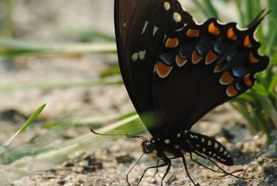 Close-up of butterfly