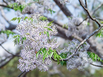 Close-up of purple flowering plant