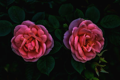 Close-up of pink roses