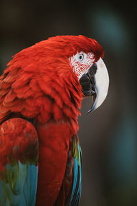 Close up of red and blue amazon rainforest macaw