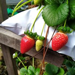 Close-up of strawberries on plant