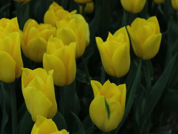 Close-up of yellow tulips