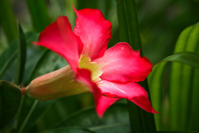 Close-up of pink rose flower